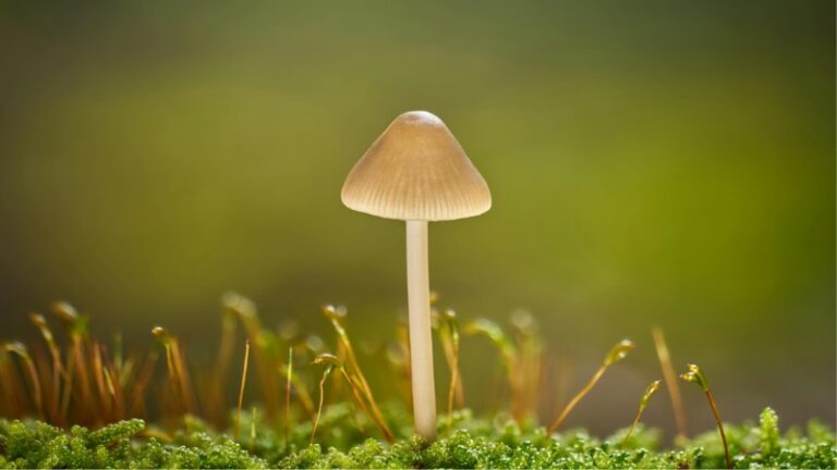 psilocybin mushroom