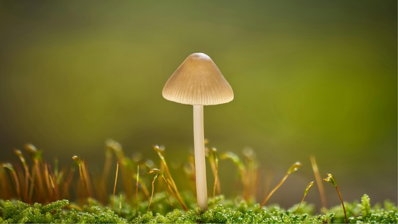 psilocybin mushroom